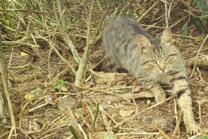 Cat camera trap image
