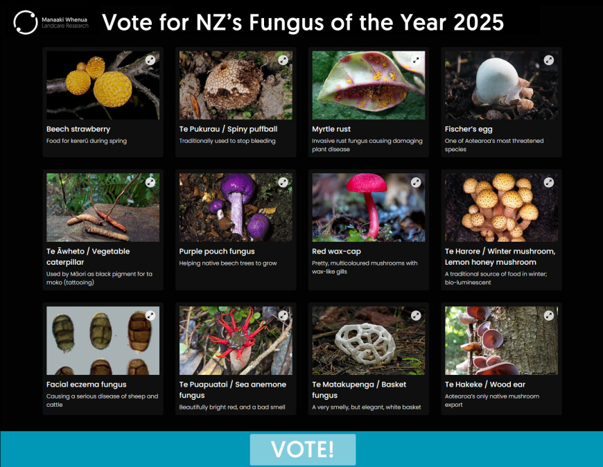 Vote for NZ's Fungus of the Year 2025