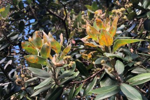 infected pohutukawa