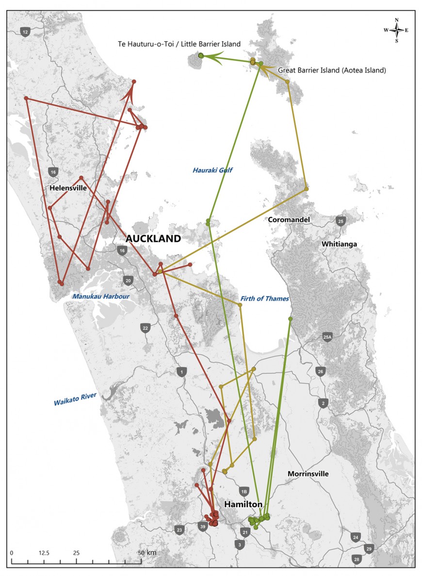 Map showing the movements of the three kākā since their transmitters re-started.