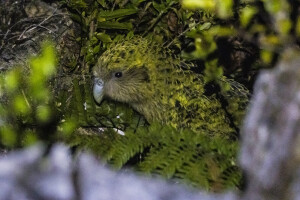 Kākāpō. Image: Oscar Thomas via iNaturalist CC BY-NC-ND 4.0