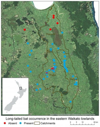 Map showing long-tailed bat occurence in the eastern Waikato lowlands