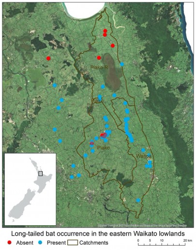 Map showing long-tailed bat occurence in the eastern Waikato lowlands Map showing long-tailed bat occurence in the eastern Waikato lowlands