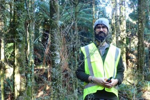 Dr Michael Bartlett surveying a population of rōhutu [Neomyrtus pedunculata] – one of the native New Zealand species in the family affected by Myrtle Rust.