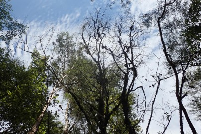 Mature ramarama tree killed by myrtle rust. Image: Roanne Sutherland, SCION.