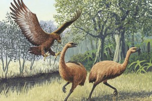 Giant Haasts eagle attacking New Zealand moa