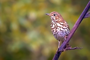 Thrush, Image: Amy Boyce