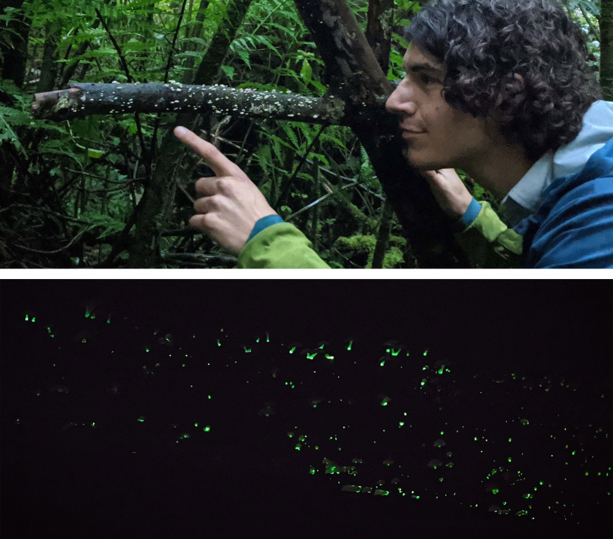 Tree branch laden with Mycena roseoflava by day and by night