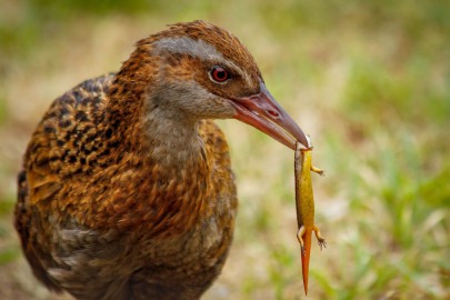 Weka with skink. Image: Manaaki Barrett