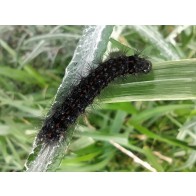 Woolly bear caterpillar