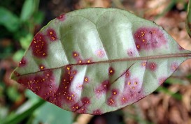 [Austropuccinia psidii] on [Lophomyrtus seedlings]