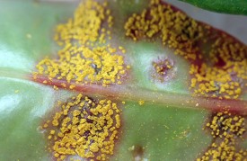 [Austropuccinia psidii] on [Syzygium australe]