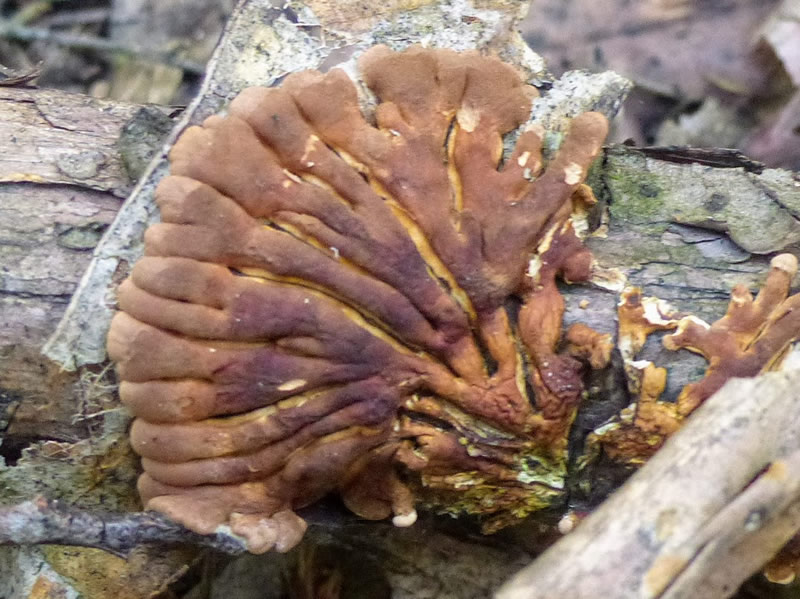 Tea tree fingers [Hypocreopsis amplectens]