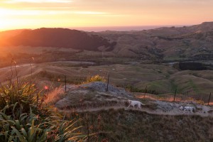 Te Mata Peak