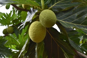Breadfruit. Image: Ashay vb, CC BY-SA 4.0 <https://creativecommons.org/licenses/by-sa/4.0>, via Wikimedia Commons