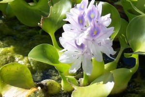 Water hyacinth. Eichhornia crassipes. Eugene Zelenko, CC BY-SA 4.0 <https://creativecommons.org/licenses/by-sa/4.0>, via Wikimedia Commons