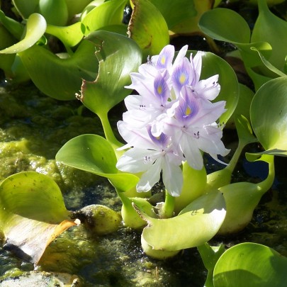 Water hyacinth (Eichhornia crassipes). Image: Eugene Zelenko, CC BY-SA 4.0 via Wikimedia Commons Water hyacinth (Eichhornia crassipes). Image: Eugene Zelenko, CC BY-SA 4.0 via Wikimedia Commons