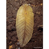 Veined slug