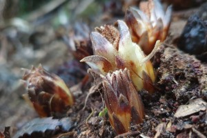 Dactylanthus taylorii, or the wood rose. Image: Marti, CC BY-NC, via iNaturalist.