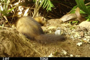 Ferret camera trap image