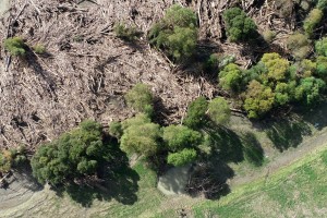 th Aerial photo of tree debris post-Cyclone Gabrielle, Hawke's Bay