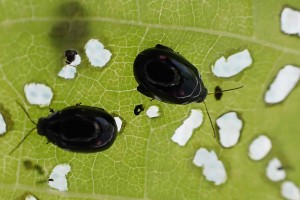 Two African tulip tree flea beetles