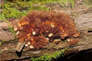 Tea tree fingers ([Hypocreopsis amplectens]) – a critically endangered fungus.