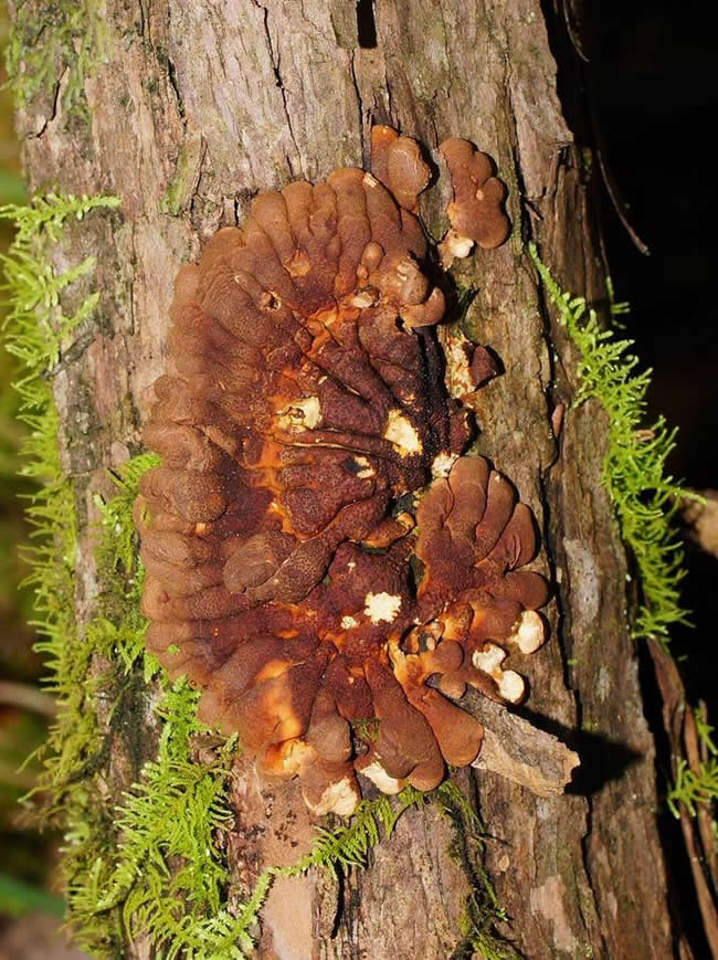 Tea tree fingers ([Hypocreopsis amplectens]) – a critically endangered fungus.