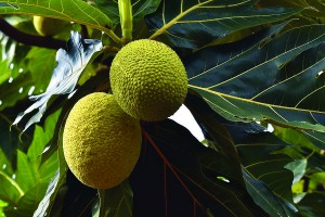 Breadfruit, one of the crop species held by the Pacific Seeds Bank. Ashay VB, CC BY-SA 4.0