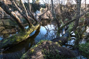 Trees growing on the riverbank of the Waikato river in Hamilton.