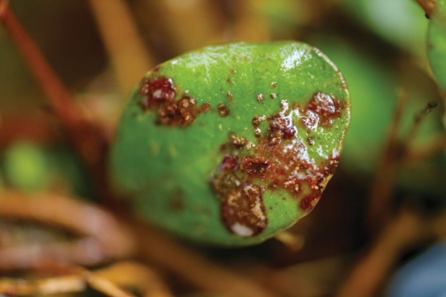 An active myrtle rust infection