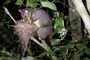 Possum with nest