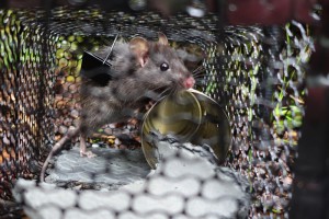 Rat in live capture trap. Image: Max Harvey.