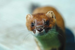 The stoat (Mustela erminea) is one of New Zealand’s 'most wanted' pest predators