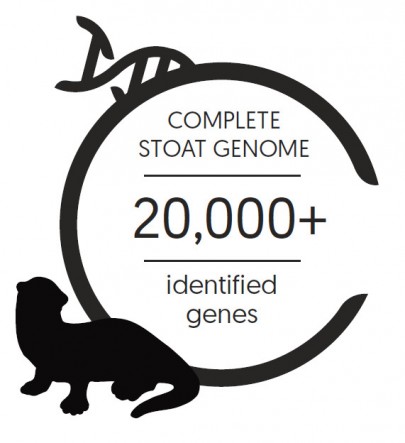 Stoat genome infographic: 20,000+ genes have been identified