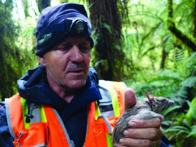 Grant Morriss and a sedated ship rat with radio collar attached, Lake Alabaster, Fiordland.