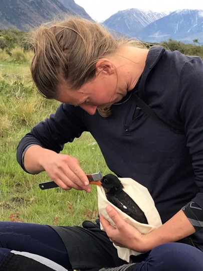 Measuring wing length of a chick to follow growth and assess time to fledging.