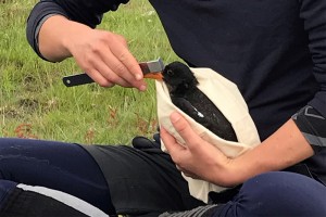 Measuring wing length of a chick to follow growth and assess time to fledging.