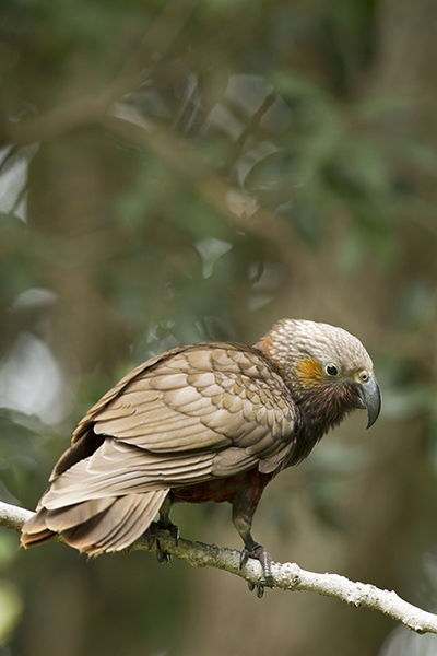 Kākā. Image: Neil Fitzgerald