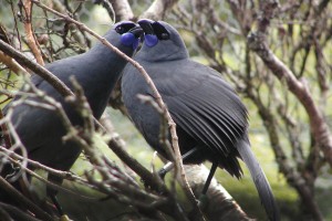 North Island kōkako is one of only a few New Zealand forest birds unlikely to cross a 500 m gap between adjacent forests. Image: Sarah King