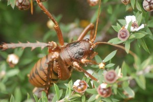 Mahoenui giant wētā