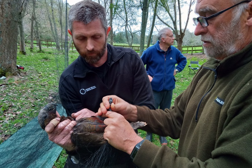 Neil Fitzgerald (MWLR) and Peter Dilks (DOC) extract a NI kākā – a big mover across landscapes – from a mist-net near Hamilton, part of a collaborative study of kākā movements. Watching for other birds is Terry Greene (DOC).