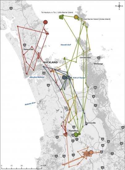 Figure 1. Long-distance movement of GPS-tagged North Island kākā captured around Hamilton between September 2020 and March 2021. Colours represent different birds. Logged locations are shown as small circles, and the last known location for each bird is a larger circle.
