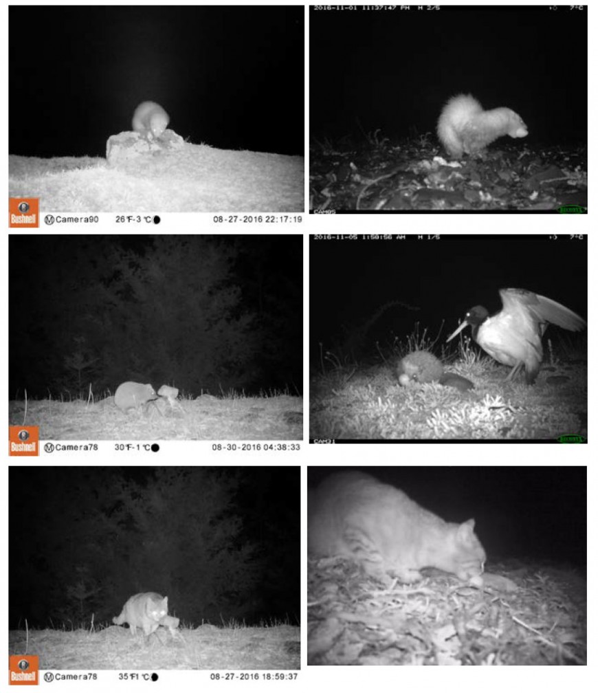 Photos show (top to bottom left) camera trap images of ferret, hedgehog and cat encountering odour pastes; (top to bottom right) the same species preying on bird eggs.