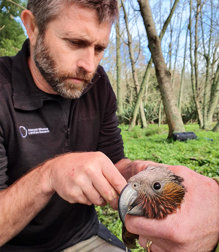 Neil Fitzgerald fitting a GPS tag to a kākā captured near Hamilton. Image: Emma Williams