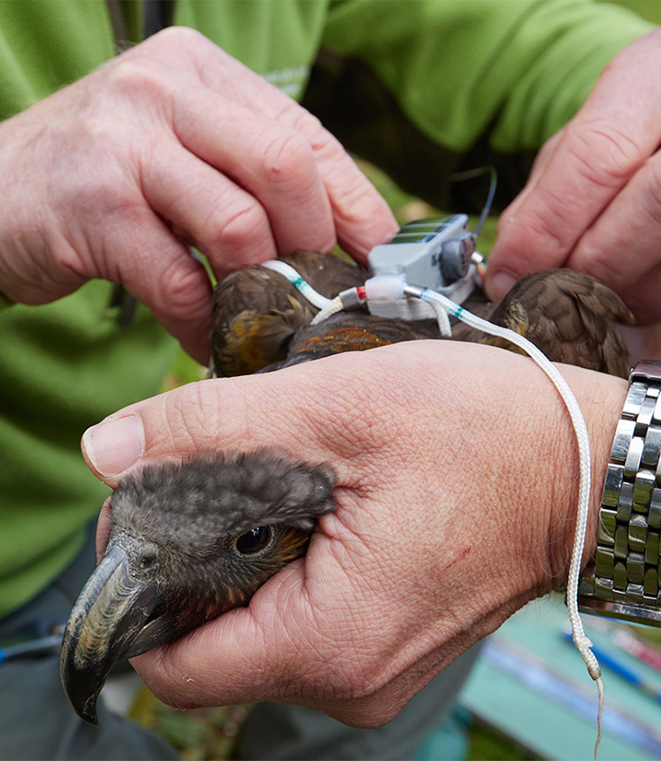 A GPS tag being fitted to a kākā captured near Hamilton. Image: Neil Fitzgerald