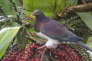 Kererū