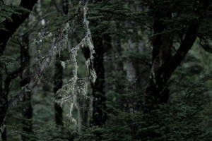 New Zealand forest