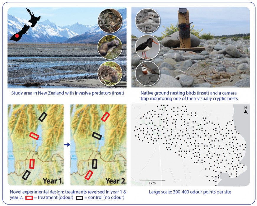 The study area showing the study species (predators, top left, and native ground-nesting birds, top right), the experimental design with treatments reversed at each of the four sites each year (bottom left), and the scale of the deployment of the 300–400 odour points at each site (bottom right). (Photo credits – background images: Grant Norbury, Manaaki Whenua – Landcare Research)