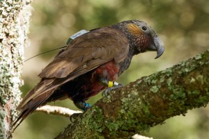 Kākā. Image: Neil Fitzgerald